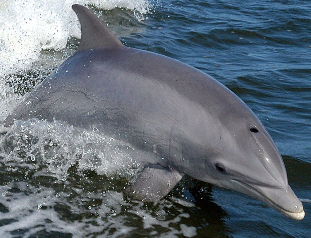 Dolphin spotted near a private charter boat in Biscayne Bay, Miami