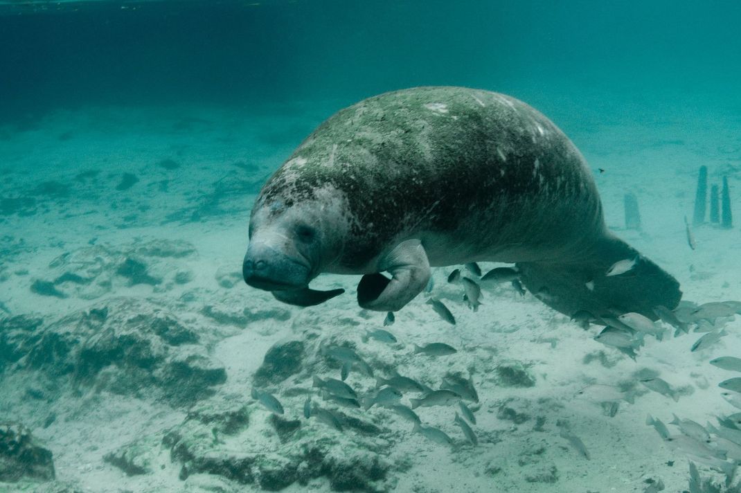 Manatee spotted near a private boat in Biscayne Bay, Miami