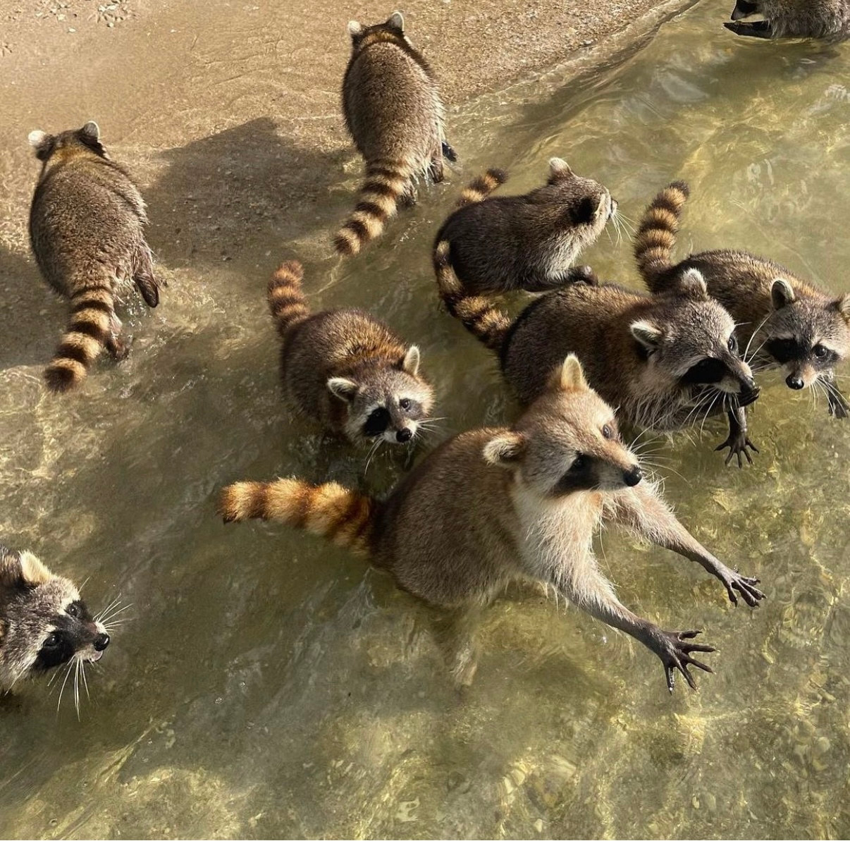 A group of wild raccoons wading in the clear, shallow water at the edge of Raccoon Island, several looking up toward the boat and one reaching out a paw
